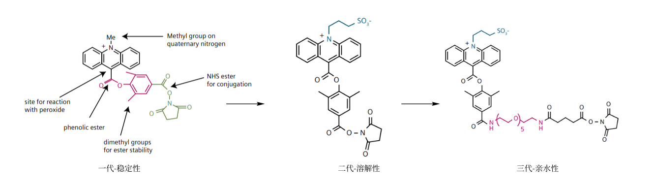 吖啶酯的三代分子变化